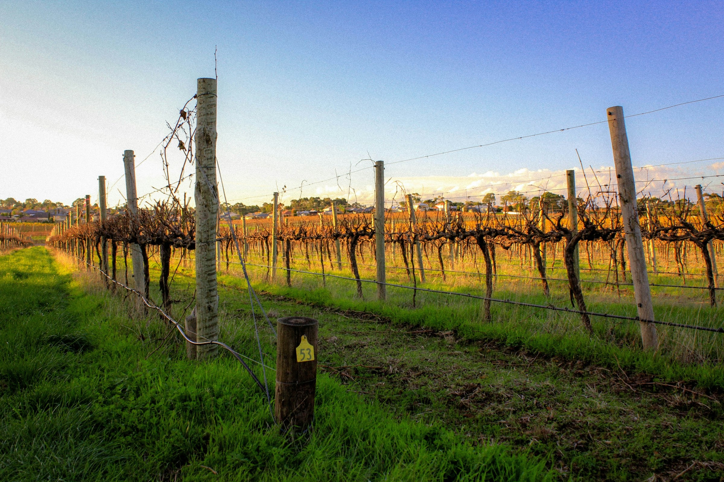 Barossa Valley vineyards with rolling hills and historic wine estates
